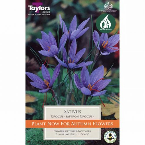 Crocus Sativus