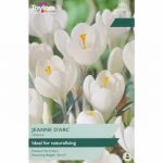 Crocus White
