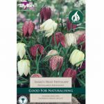 Fritillaria Meleagris mixed