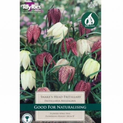 Fritillaria Meleagris mixed