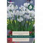 Narcissus Paperwhite Grandiflora