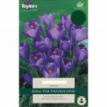 Crocus Purple