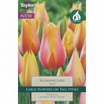 Tulip Blushing Lady