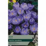 Crocus Blue