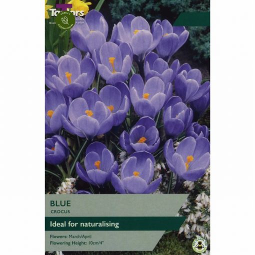 Crocus Blue