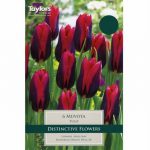 Tulip Muvota