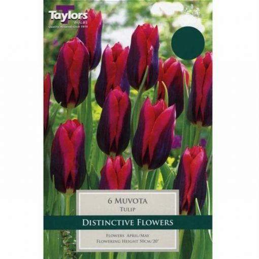 Tulip Muvota