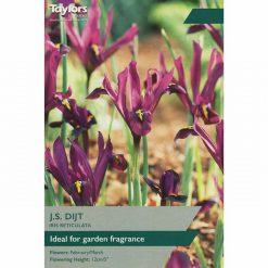 Alternative view of Iris Reticulata J S Dijt