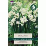 Narcissus Silver Chimes