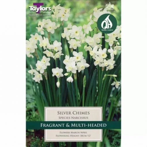 Narcissus Silver Chimes