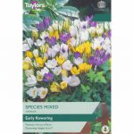Crocus Species Mixed