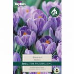 Crocus Striped
