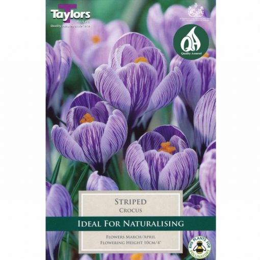 Crocus Striped