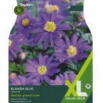 Anemone Blanda Blue