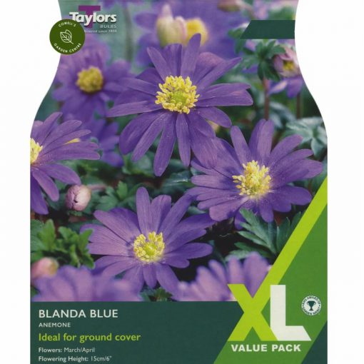 Anemone Blanda Blue