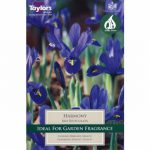 Iris Dawrf Harmony