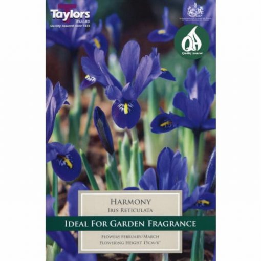 Iris Dawrf Harmony
