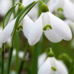 Galanthus Nivalis