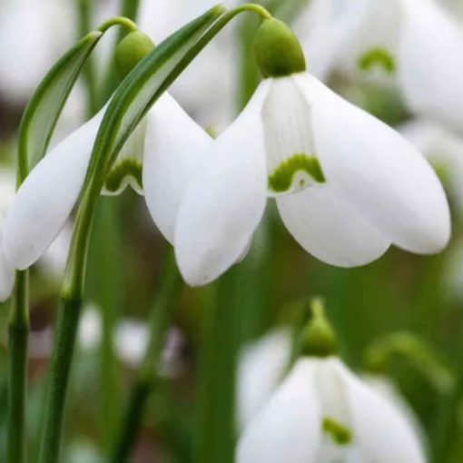 Galanthus Nivalis