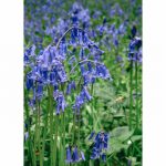 Bluebells (Hyacinthoid non-scripta)