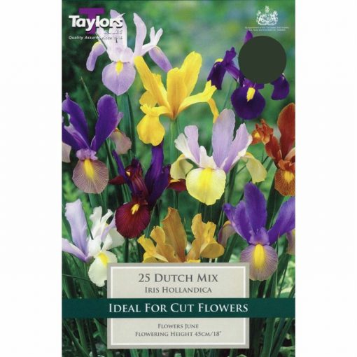 Iris Dutch Mixed