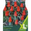 Tulip Red Riding Hood