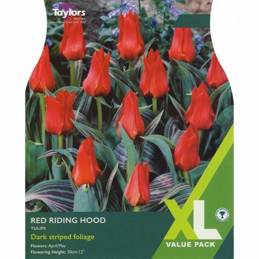 Tulip Red Riding Hood