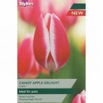 Tulip Candy Apple Delight