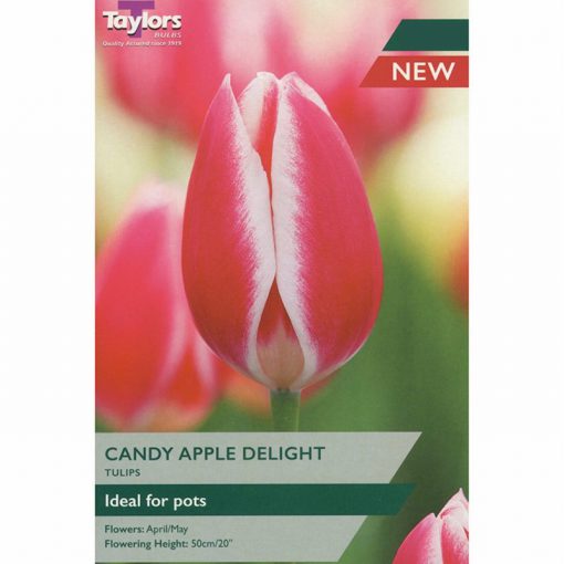 Tulip Candy Apple Delight