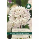 Allium Graceful Beauty