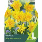 Narcissus Tete Bouche
