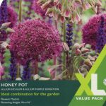 Allium Honey Pot