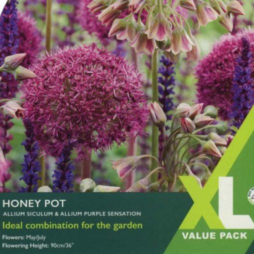 Allium Honey Pot