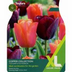 Tulip Copper Collection