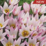 Tulip Hilde