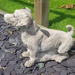 Alternative view of Jack Russell