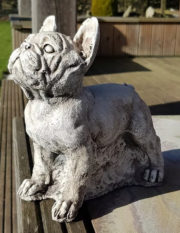 French Bull Dog Puppy