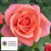 CATHERINE (PRINCESS OF WALES) ROSE