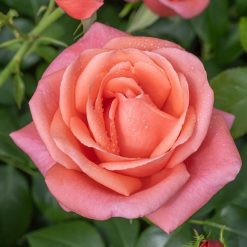 Alternative view of CATHERINE (PRINCESS OF WALES) ROSE