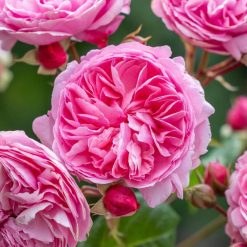 Alternative view of PENELOPE LIVELY ROSE