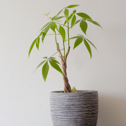 Houseplants for the office