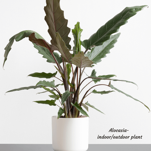 Alocasia plant