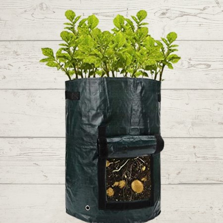 potatoes grown in a container