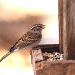 Bird care and wildlife