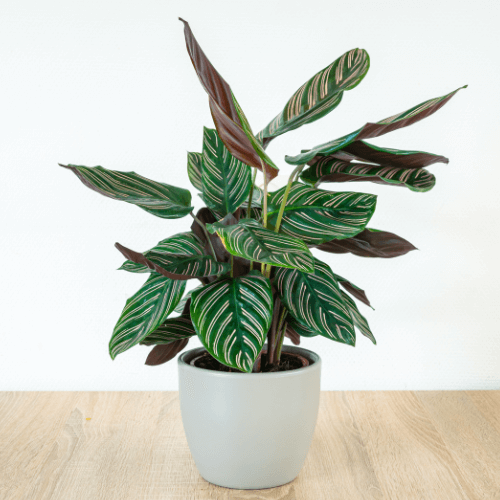 Calathea