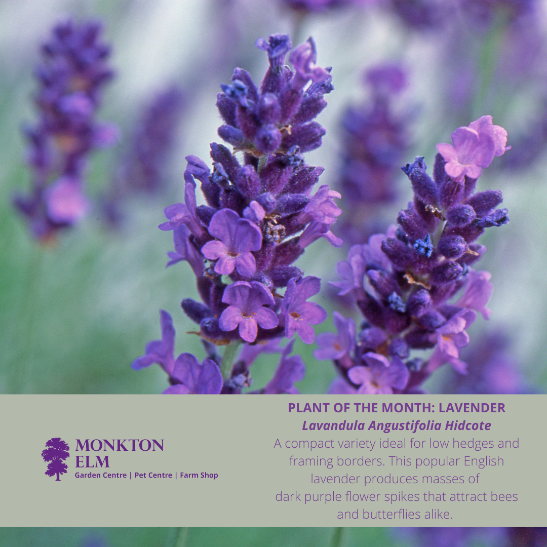 Plant of the month | May 2022 | Monkton Elm Garden Centre