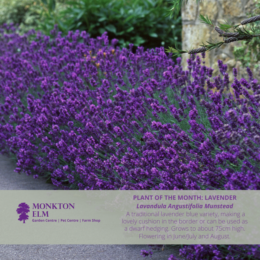 Plant of the month | May 2022 | Monkton Elm Garden Centre
