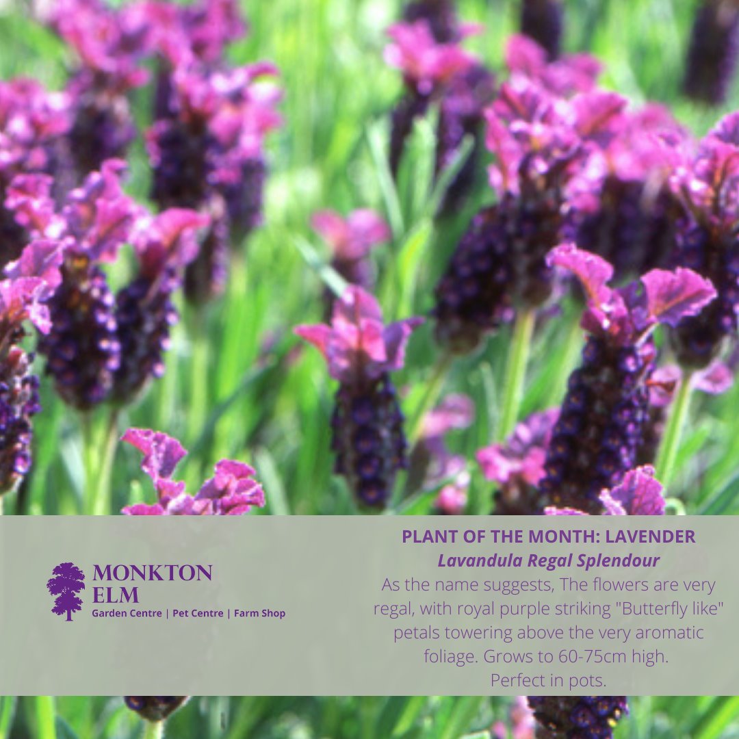 Plant of the month | May 2022 | Monkton Elm Garden Centre