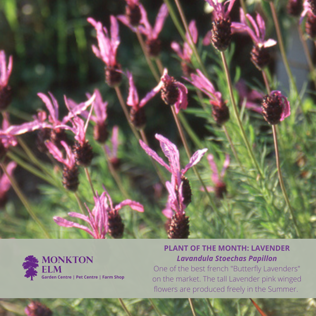 Plant of the month | May 2022 | Monkton Elm Garden Centre