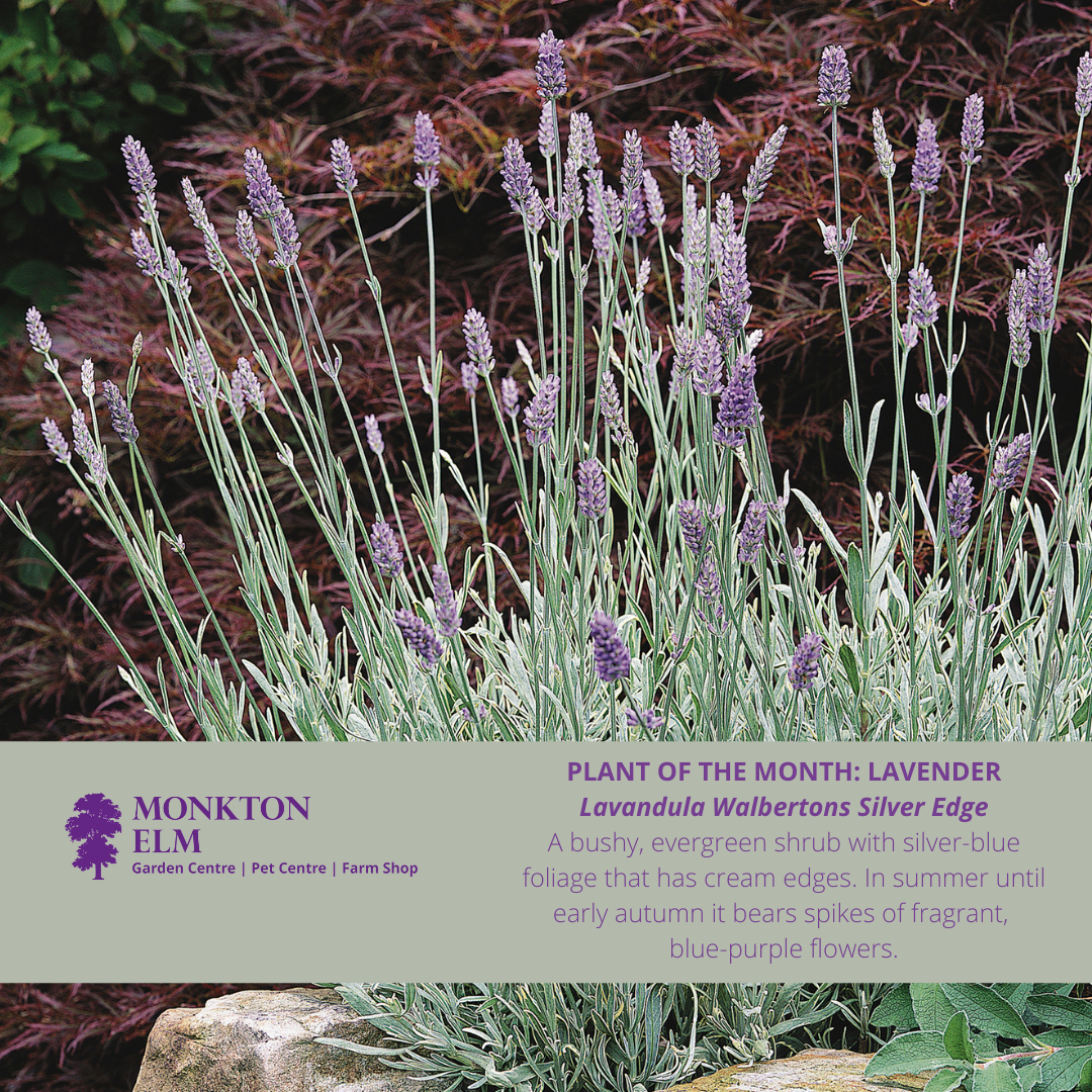 Plant of the month | May 2022 | Monkton Elm Garden Centre